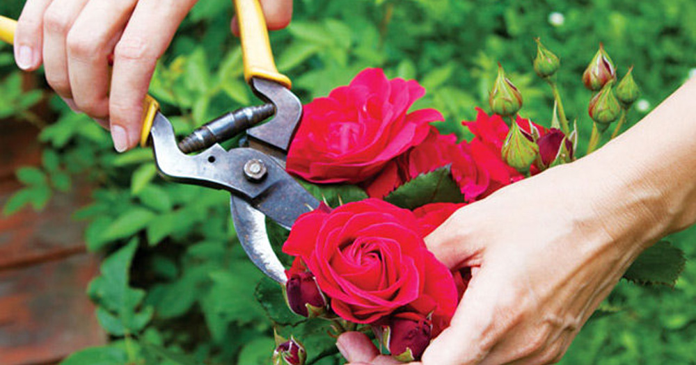 Cách phòng ngừa và xử lý nấm cho cây hoa hồng
